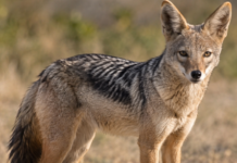 Șacalii s-au înmulțit în județul Sibiu. Fermierii reclamă pagube în gospodării, iar animalele sunt greu de capturat