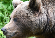 Urs văzut în apropierea unui centru comercial din Câmpina. Autoritățile au emis mesaj RO-Alert